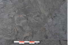 Foto (Detailansicht) von Noeggerathia palmaeformis Goeppert (NHMW-GEO-2024-0188-10744)